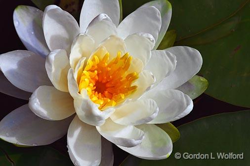 Water Lily_50132.jpg - Photographed near Lindsay, Ontario, Canada.